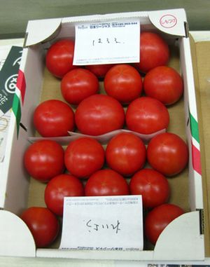 淡路島のトマト
